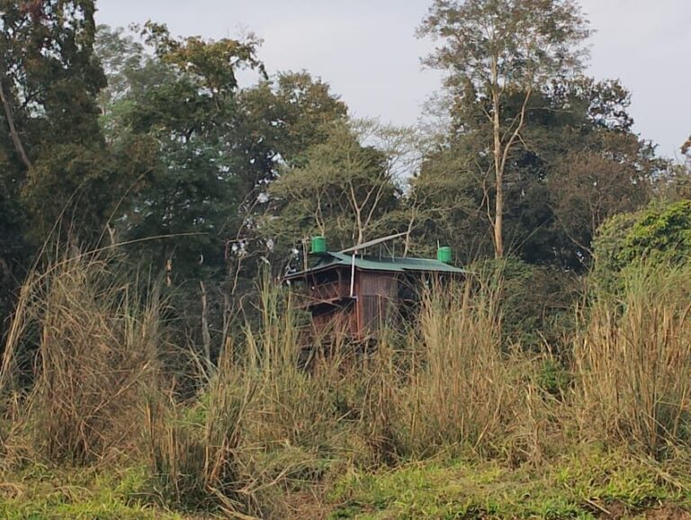 Chitwan: jungle One Night Towerstay in chitwan national park - What’s the Value?