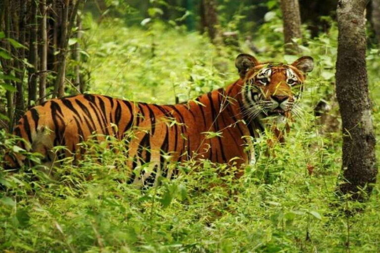 Chitwan National Park Tour - An In-Depth Look at the Chitwan National Park Tour