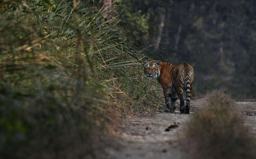 Chitwan National Park Tours: 3 Nights 4 days Full Package - What Makes This Tour Stand Out?