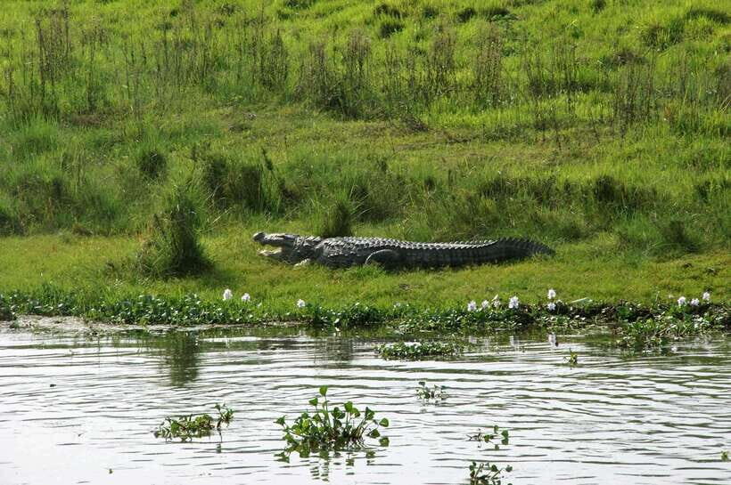 Chitwan National Park: Tower Night Stay with Nature Guide - What to Expect in Detail