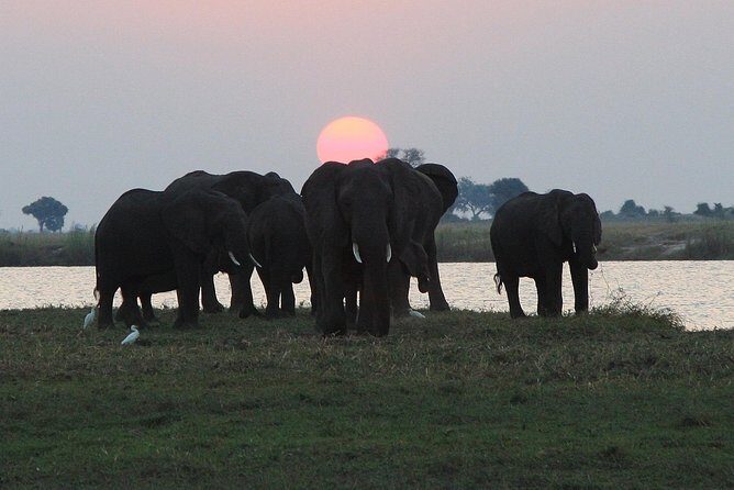 chobe 3hr sunset boat cruise - What Sets This Tour Apart?