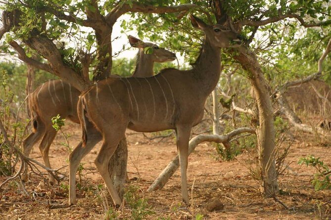 Chobe 6 Hours Game Drive - Practical Tips for Your Safari