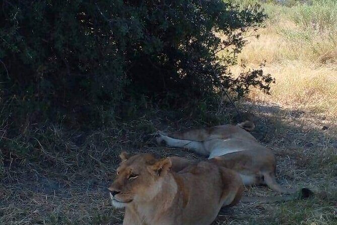Chobe Day Trip - Who Will Love This Tour?