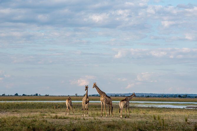 Chobe Day Trip - Lunch Break: Rest and Refuel
