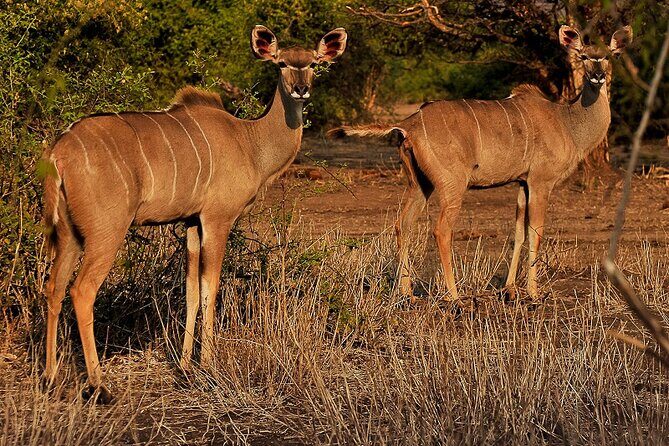 Chobe Day Trip - The Sum Up