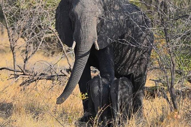 Chobe Day Trip - First Stop: Chobe National Park Game Drive