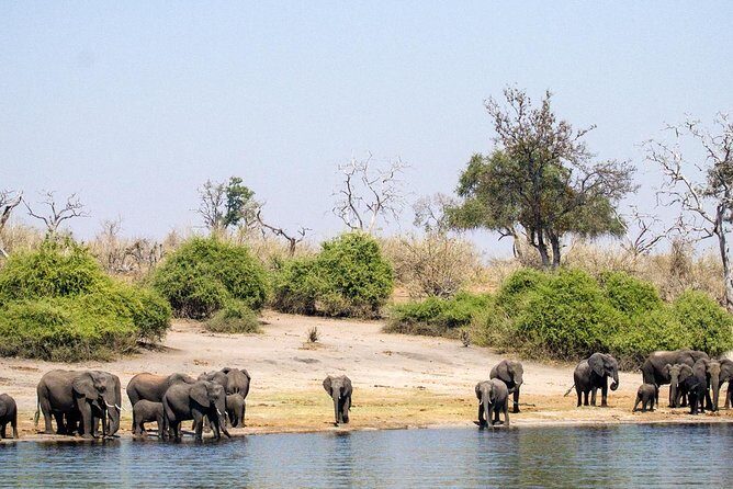 chobe Day trip - Practical Tips for Your Trip