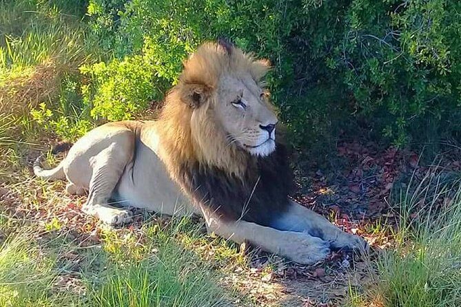 Chobe Day Trip - Practical Tips for Booking and Enjoying the Tour