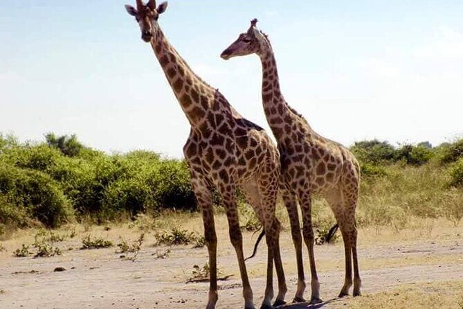 Chobe Day Trip Botswana - What Makes This Tour Stand Out?