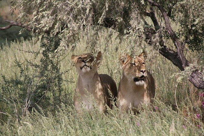 Chobe Day Trip -Botswana - FAQs