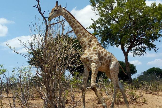 Chobe Day Trip from Livingstone, Zambia - Authentic Encounters