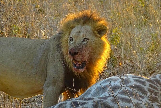 Chobe Day Trip from Victoria Falls - Is This Tour Worth It?