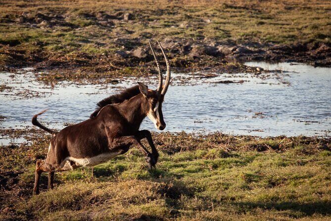 Chobe Day Trip From Victoria Falls - Overview of the Tour Experience
