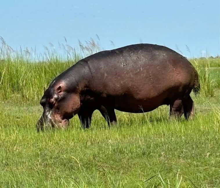Chobe day trip with lunch: From Victoria Falls