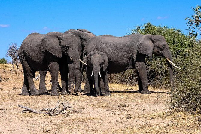 Chobe Full Day Safari From Victoria Falls - Practical Considerations