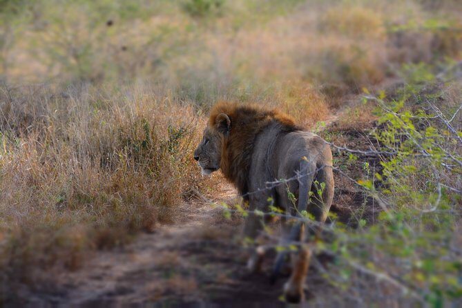 Chobe Full Day Safari Trip - The Itinerary Breakdown