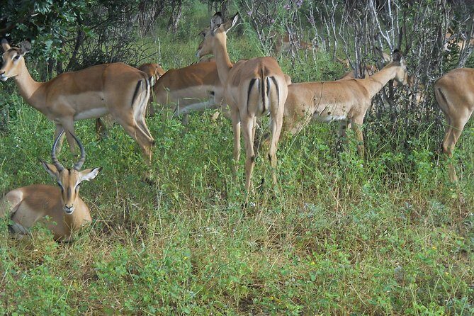 Chobe Full Day Safari Trip - Practical Details: What You Need to Know