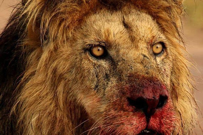 Chobe Full day Safari with Victoria falls Sunrise Tour Combo - What’s Included and What’s Not