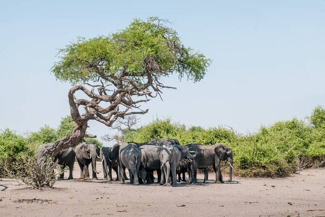 Chobe Full Day Trip - FAQ