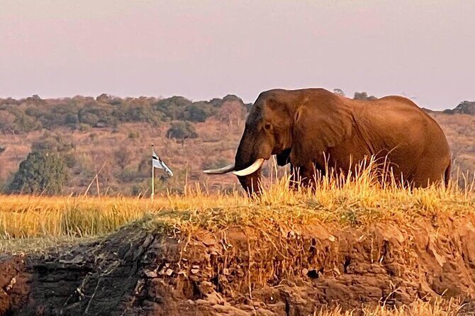 Chobe Full Day Trip - Why This Tour Offers Good Value