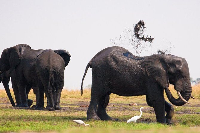 Chobe National Park 4X4 Day Safari and River Cruise - Who Will Love This Tour?
