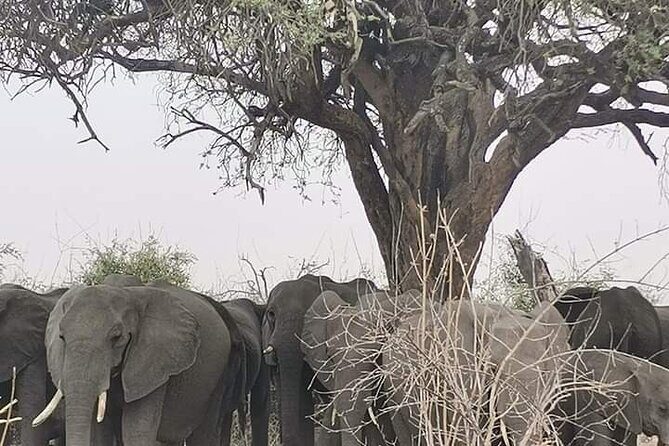 Chobe National Park from Victoria Falls - Detailed Breakdown of the Itinerary