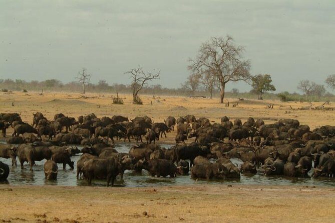 Chobe National Park Full Day Safari (Botswana) - Game Drive in Chobe National Park