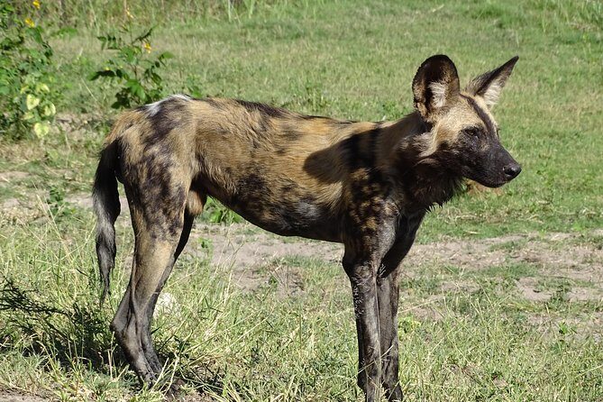 Chobe Safari Experience Day Trip - MINIMUM 2 PEOPLE