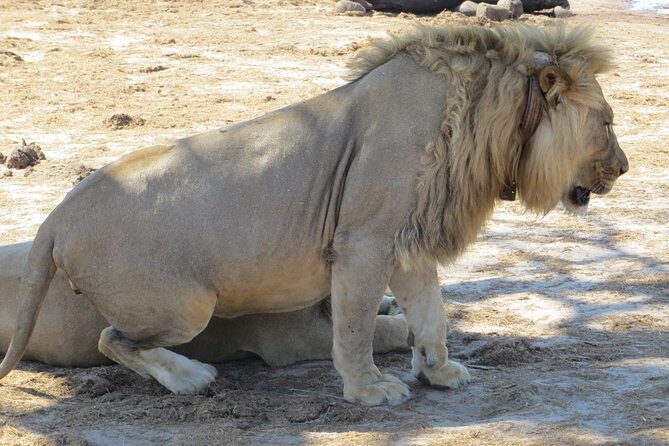 Chobe Safari Overnight Camping Trip - Whats Included and Whats Not