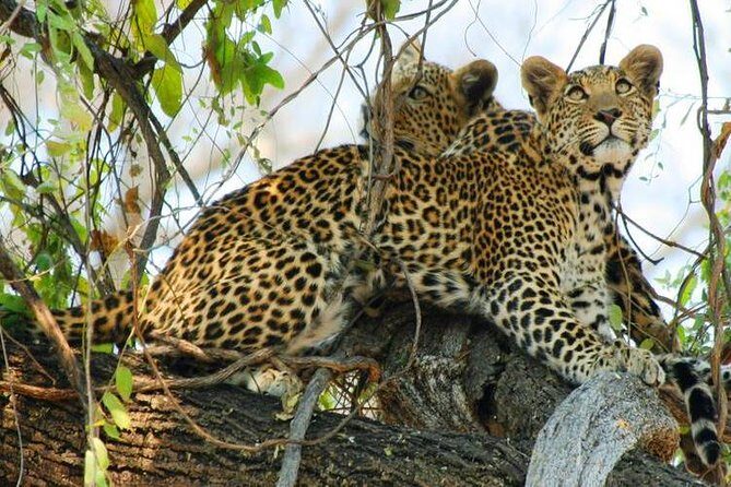 Chobe Sunrise upto Sunset Day trip from Victoria Falls 5AM - 7PM - Wildlife Safari in Chobe National Park