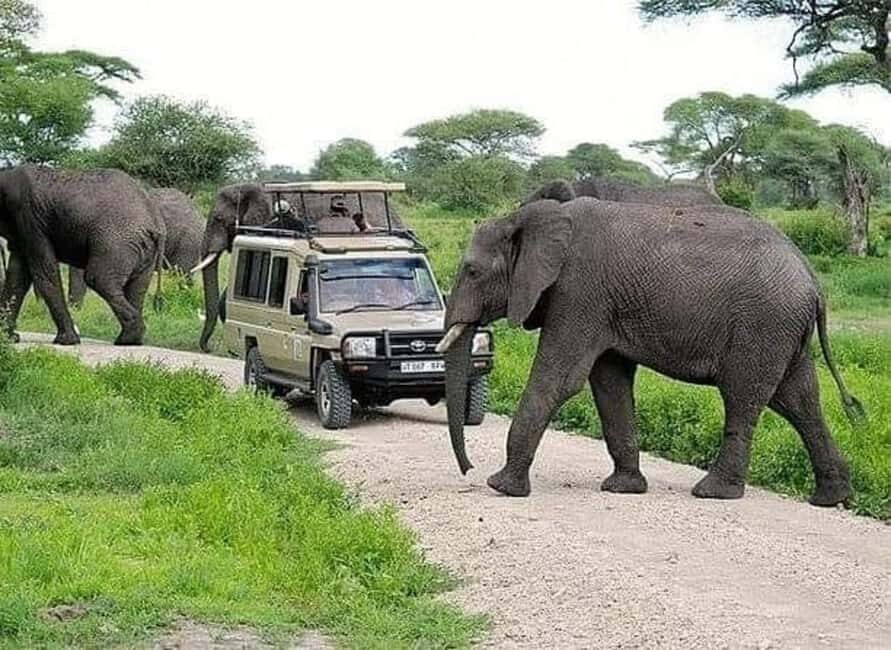 Christmas and New Year Safari with Zanzibar - Who Will Love This Tour?
