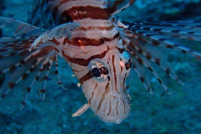 Chumphon Pinnacle-Koh Tao 2 dive trip for certified divers - What to Expect: From Hotel Pickup to Surface