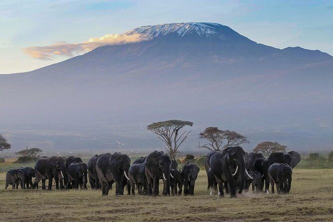 Classic Amboseli Day Trip - The Itinerary: What to Expect