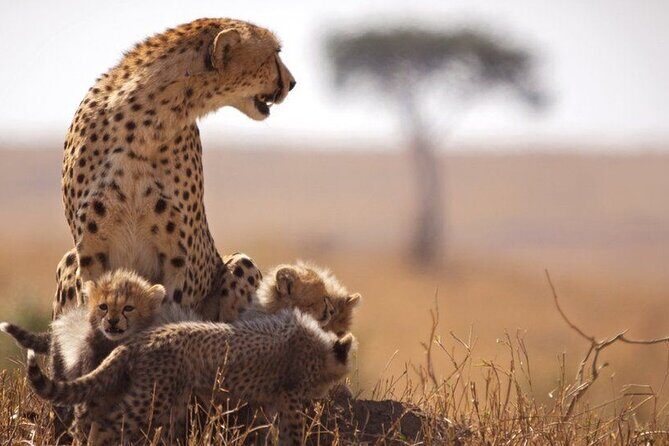 Classic Best of Kenya - Who This Tour Is Best For