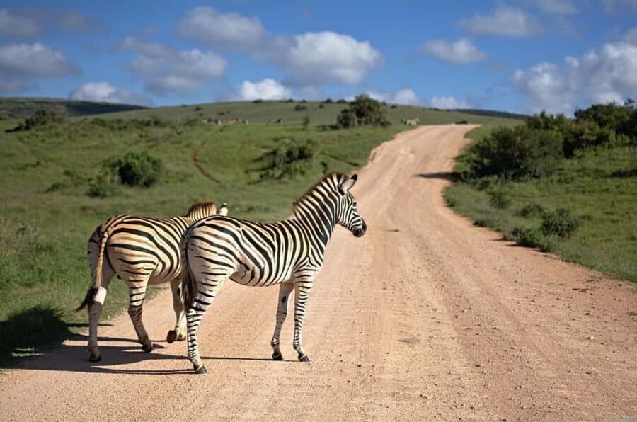 Classic Day trip: Train Transfer To Mikumi National Park - What Makes This Tour Stand Out