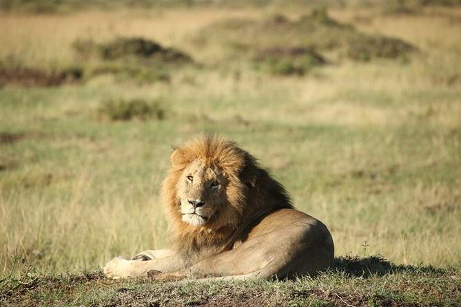 Classic Luxury 4 X 4 Masai Mara Safari - Authenticity and Cultural Insights