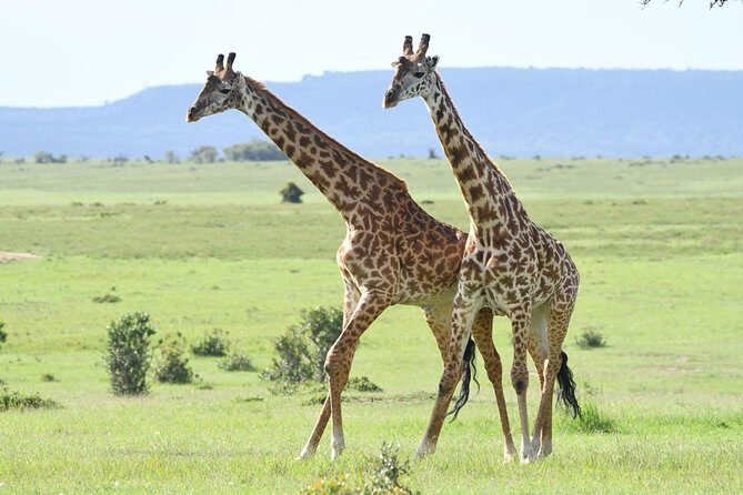 Classic Thrilling Kenya, Tanzania and Zanzibar 2024 - Transport, Timing, and Overall Value