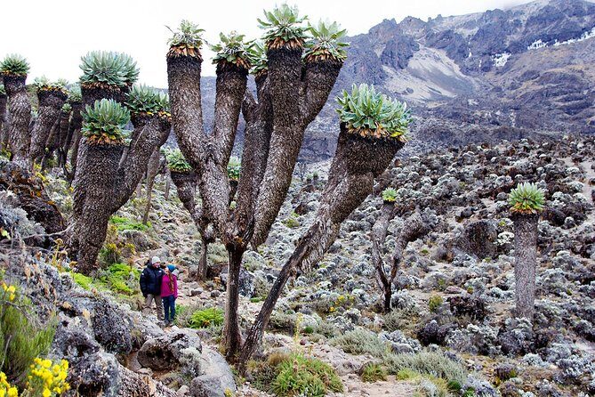Climb Mount Kilimanjaro: 7 Days Machame Route - Key Points