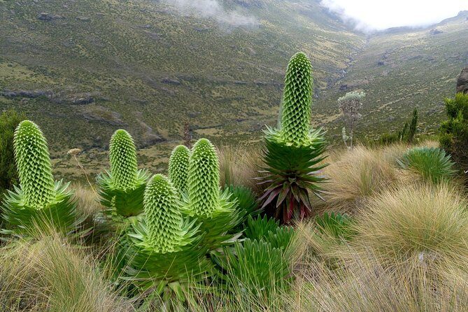 Climbing Mount Kenya 5 Days Via Chogoria Route - Physical and Practical Considerations