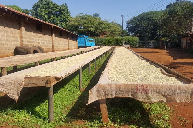 Coffee Farm Half-Day Tour in Kenya - Authentic Experiences & Real Feedback