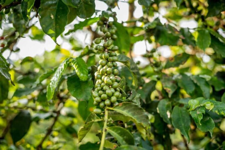 Coffee Farm Tour (Fairview) - In The Sum Up: Who Should Consider the Fairview Coffee Farm Tour?