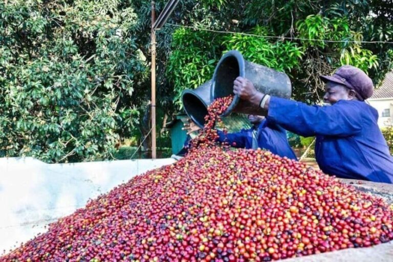 Coffee Farm Tour (Fairview) From Nairobi - Summary and Final Thoughts