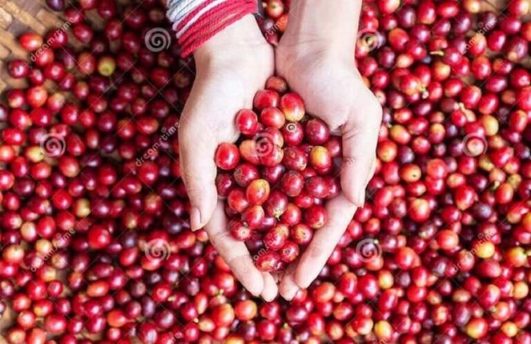 Coffee farm tour in nairobi with free pickup & drop off. - What Makes This Coffee Farm Tour Stand Out