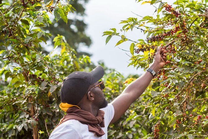 Coffee Farm Village & Factory Half Day Tour with Pick-Up - Who Will Love This Tour?