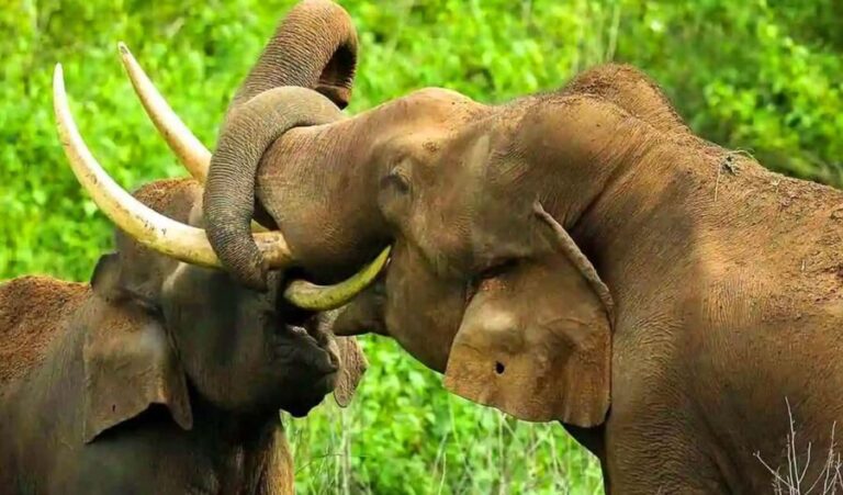Coimbatore to Hill Station & Wildlife Safari 2-Days Tour - The Day-by-Day Breakdown