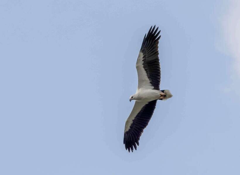 Colombo: Bird watching around Colombo-Guided Tour - 06 hours - Final Thoughts
