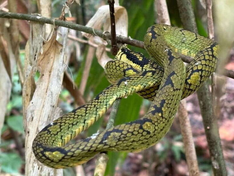 Colombo/Cmb/ Sinharaja Rainforest Day Trip with Lunch - Practical Details & What Travelers Should Know