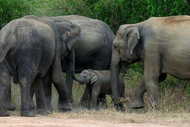 Colombo to Kandy,Ella & Yala 3 Day Tour - Authentic Experiences & What Reviewers Say