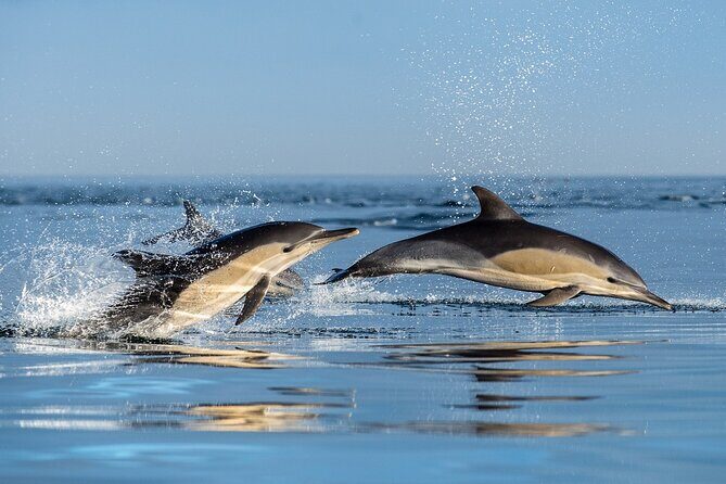 Combo Marine Wildlife Cruise & Cape Point Full Day Tour in CT - Practical Aspects & Value