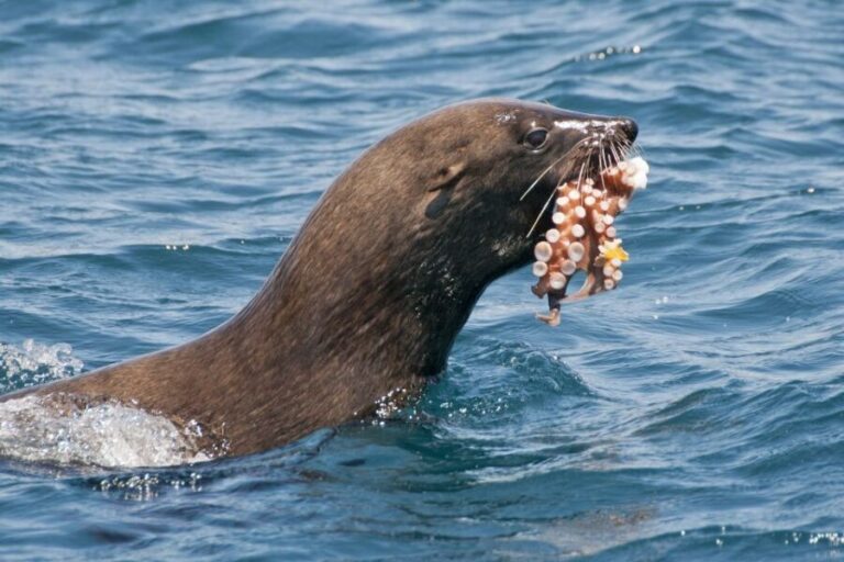 Combo Tour: Marine Wildlife Cruise & Winelands - Who Will Love This Tour?